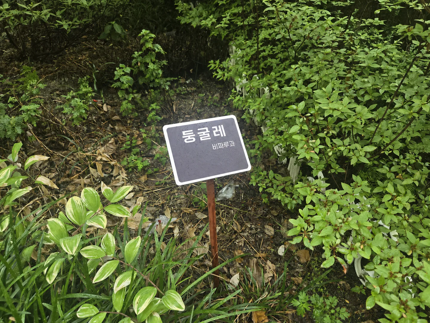학교 숲 식물 곁에 익명 처리한 식물 이름표를 설치한 장면
