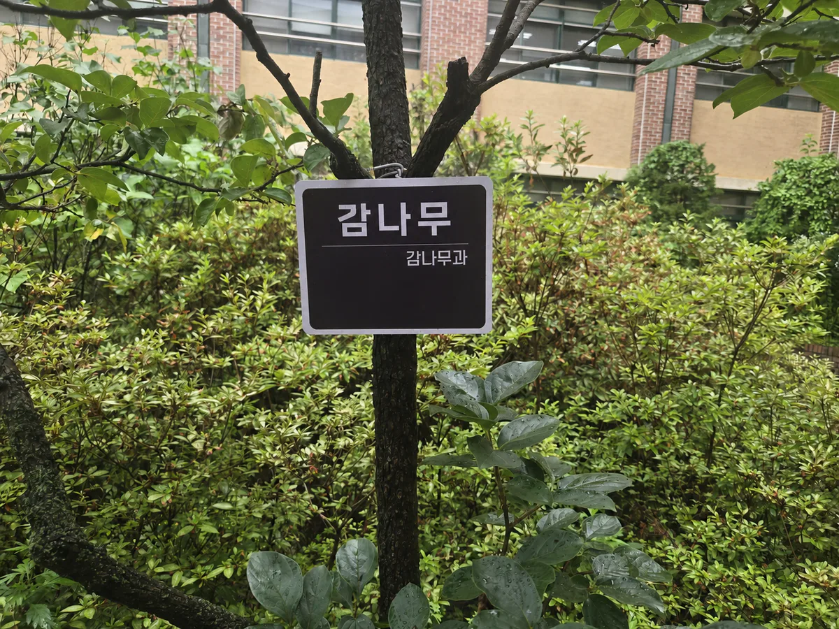 학교 숲의 나무에 익명 처리한 식물 이름표를 설치한 장면